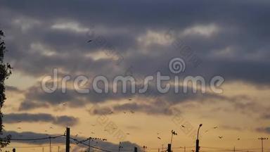 一群鸟在日落时在天空中飞翔。 一群鸟乌鸦秋天在天空中阳光明媚